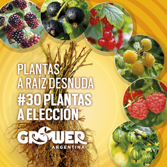 Colección 30 Plantas -a elección- de Fruta Fina