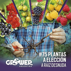 Colección 75 Plantas -a elección- de Fruta Fina