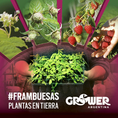 Plantas de Frambuesas en tierra