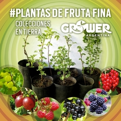 Colección 16 Plantas de Fruta Fina en Tierra - comprar online