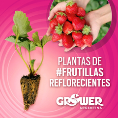 Colección 75 Plantas -a elección- de Fruta Fina