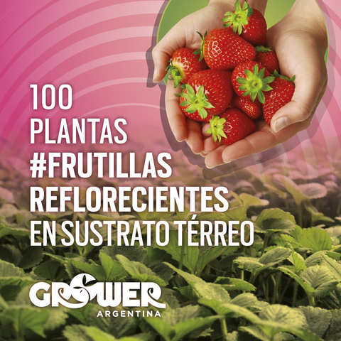 Plantas de Frutillas (100 unidades)