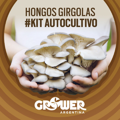 Kit Hongos Girgolas Autocultivo (3 unidades)