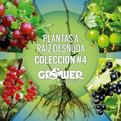 Colección #4 Plantas de Fruta Fina (18 unidades)