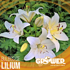 Colección de bulbos de lilium (8 unidades) - tienda online
