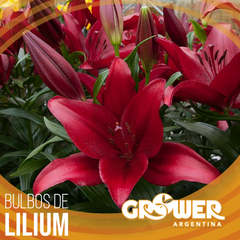 Colección de bulbos de lilium (8 unidades) - Grower Argentina