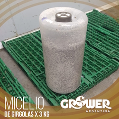 Micelio de Girgolas (x 3 Kg) - comprar online