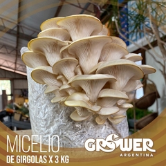 Micelio de Girgolas (x 3 Kg)