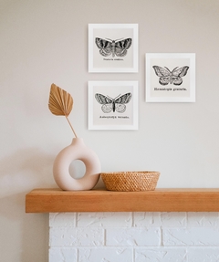composição de quadros decorativos - borboletas