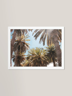 Palm Trees - comprar online