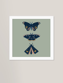 Quadro decorativo - mariposas e borboletas