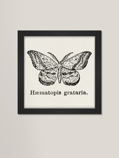 Quadro decorativo - mariposas e borboletas vintage