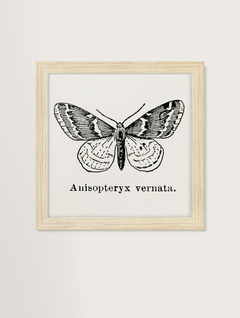 Quadro decorativo - mariposas e borboletas vintage