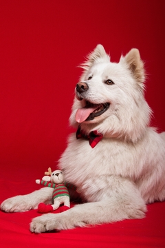 Imagen de CIERVO NAVIDEÑO