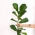 Ficus Pandurata - comprar online