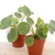 Pilea Peperemioides - comprar online