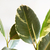 Ficus Elastica Variegata (Gomero) - comprar online