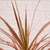 Dracena tricolor - comprar online