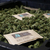 Sobre de Curado BOVEDA 67 - Growing Tree Grow shop