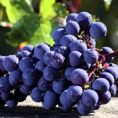 Vinho 1865 Selected Vineyards Carmenere Tinto Garrafa 750ml - loja online