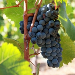 Vinho 1865 Selected Vineyard Syrah Tinto Chile Garrafa 750ml - loja online