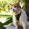 Pechera Batcat