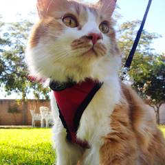 Pechera para gato Atardecer