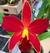 Cattleya Orquidácea 1º Amor - Orquidário Flor de Seda