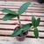 Cattleya amethistoglosa tipo X Cattleya amethystoglossa rubra,adultas - comprar online