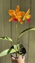 Pot. Love passion orange Bird x blc. Tropical Trick - Orquidário Flor de Seda