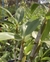 Dendrobium thyrsiflorum x desinflorum na internet