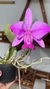 Cattleya walkeriana (Dona Terezinha) x ( c. W Flamea Divina na internet
