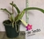 Cattleya walkeriana tipo Dayane Wenzel,(ADULTA) - comprar online
