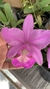 Cattleya nobilior amaliae x cattleya nobilior Drw - comprar online