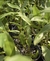 Dendrobium thyrsiflorum x desinflorum - comprar online