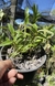 Orquídea Epidendrum secundum X Prostechea mariae, adultas na internet