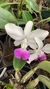 Cattleya walkeriana semi alba