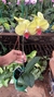 phalaenopsis amarela com vermelho - comprar online