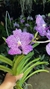 VANDA AZUL BANJONG SKY BLUE (adultas) - Orquidário Flor de Seda