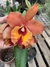 Blc.Owen Holmes Ponkan Am/Aos X Blc. Orange Show Cloud Forest - Orquidário Flor de Seda