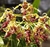 dendrobium spectabile, adulto - comprar online