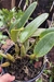 Cattleya walkeriana coerulea - comprar online