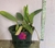 Cattleya walkeria coerulea(ADULTA) - comprar online