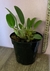 Dendrobium agregatum,(ADULTA) - comprar online