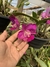 Cattleya walkeriana tipo feiticeira - comprar online
