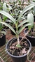 Epidendrum Stanfordianum- Adulto - loja online