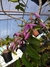 Dendrobium anosmum tipo,(ADULTA) - comprar online