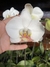 phalaenopsis alba (adulta com flor) - comprar online