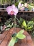 phalaenopsis striata com flor - comprar online