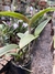 Cattleya leopold tigrina (adulta) - Orquidário Flor de Seda